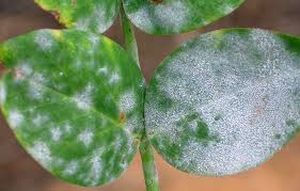 uploads/images/disease/powdery mildew of cluster beans.jpg
